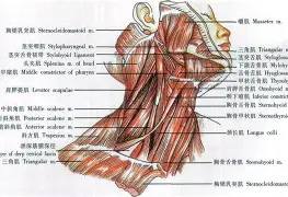 f1p595ps27xyz五-九游官网入口活动